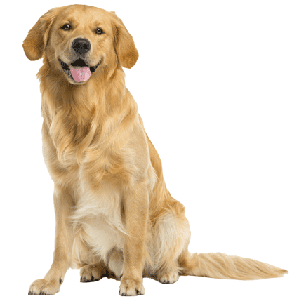 Amazing Collection | Pet Grooming Products in India | Plush Puppy