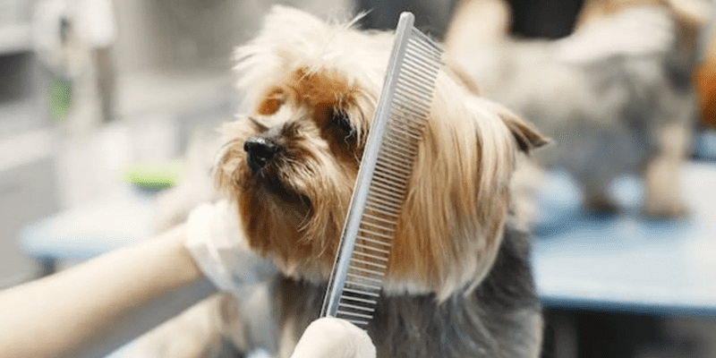 10-Must-Have-Dog-Grooming-Products-for-a-Shiny-Healthy-Coat