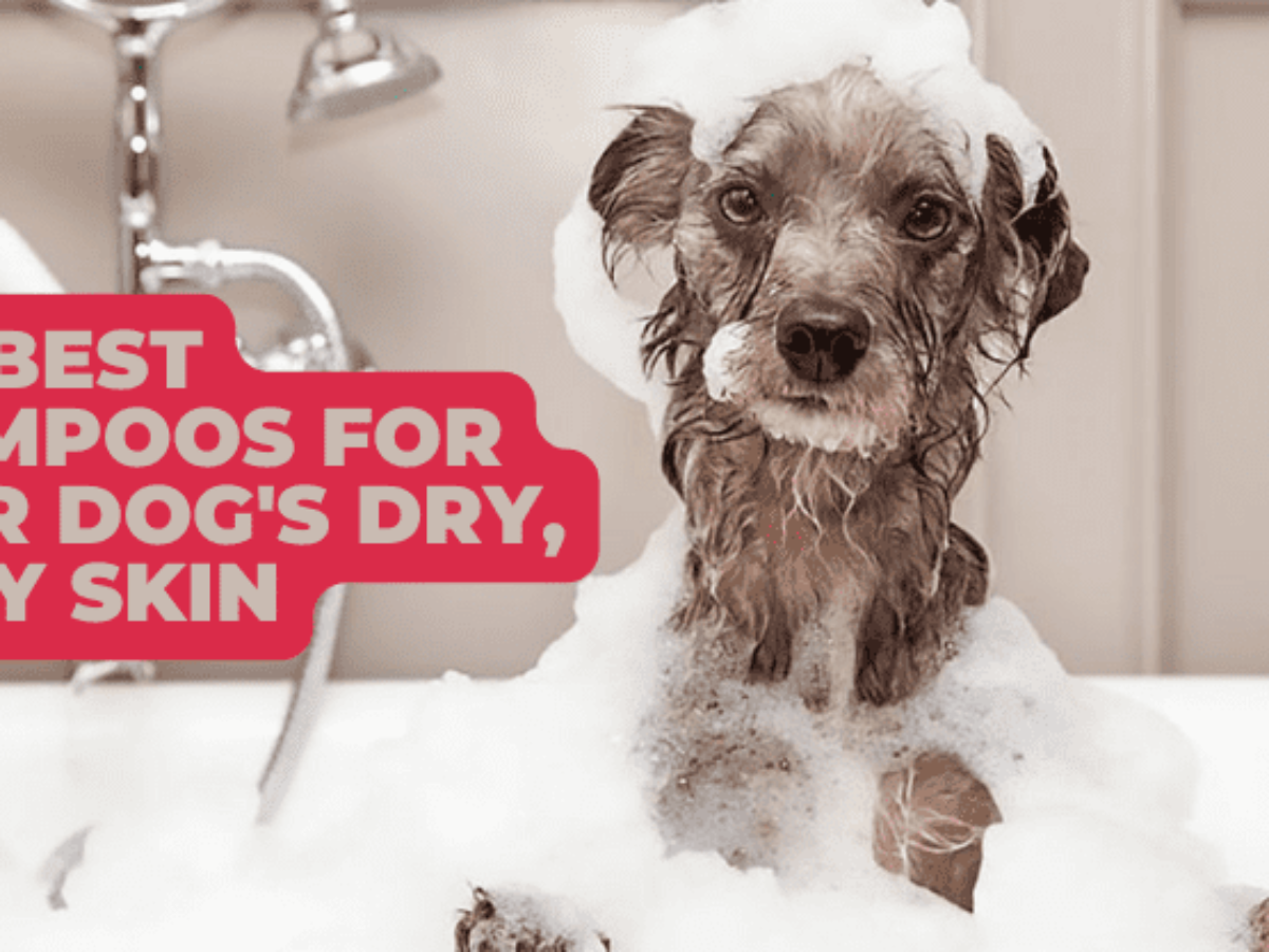 Best shampoo outlet for puppy dandruff