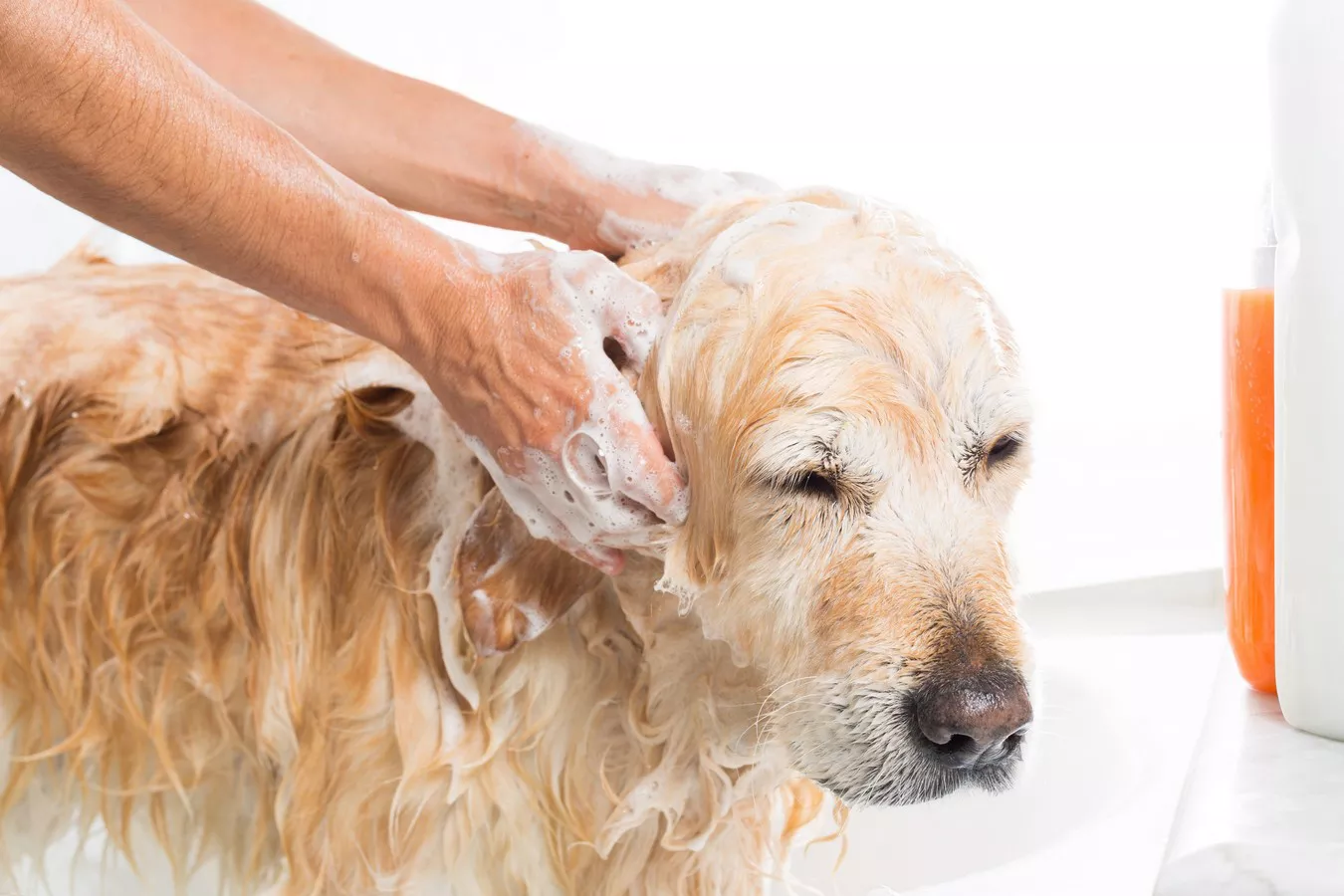 dog shampoo india