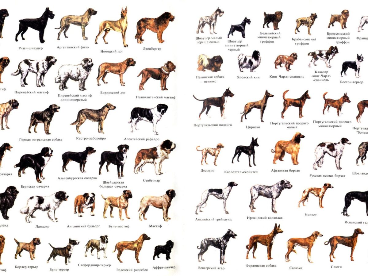 All Dog Breeds Price In India Cute Dog Breeds In India What's